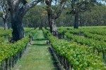 mmonster vineyard01