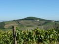 pinino vineyards 2