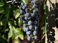 variedad uva cabernet sauvignon