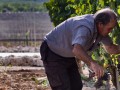 viticultor experto vendimia manual