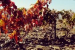 fafide vineyards 002