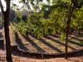 Jakes Creek Vineyard 2