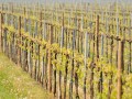 azienda agricola zaglia giorgio vineyards 03