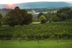 sunset vineyards
