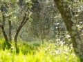 The olive groves at Piemaggio in the spring. Chianti Classico Tuscany.  1920px