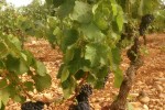 champauvins old vines syrah