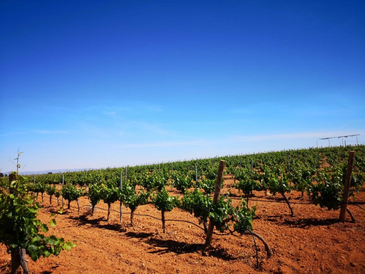 cortijillo vineyard
