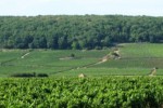maurice ecard vineyards