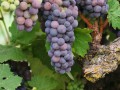 harney lane old vine zin grapes