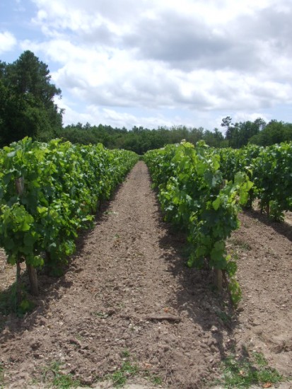 arnauton vineyards01