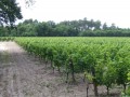 arnauton vineyards02