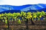 crus faugeres vineyard01