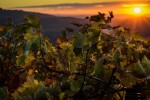 sojourn sunset vineyards