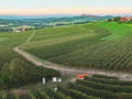 accornero vineyard01