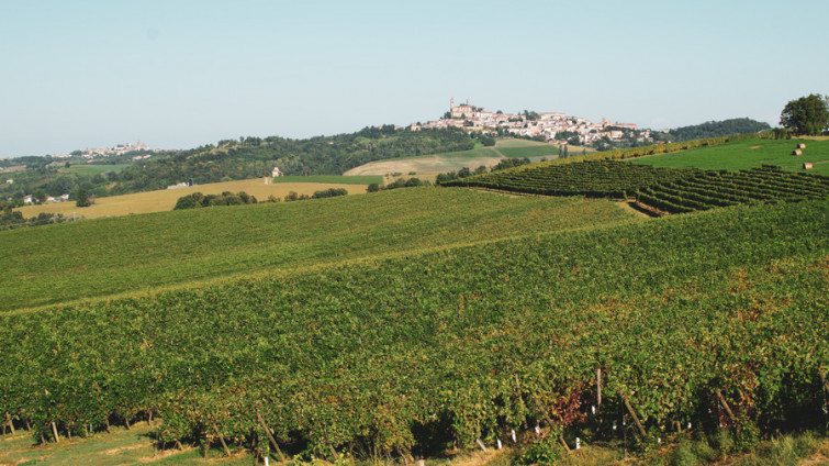 accornero vineyard02