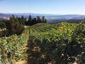 cornerstone vineyards