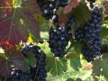 arterra grapes