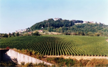 reverdy vineyard