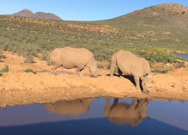 rhino za trip 2015