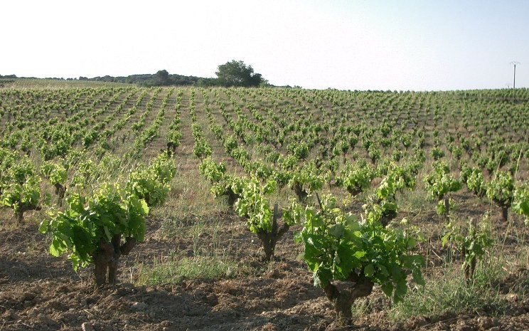 Capitelles Vineyards
