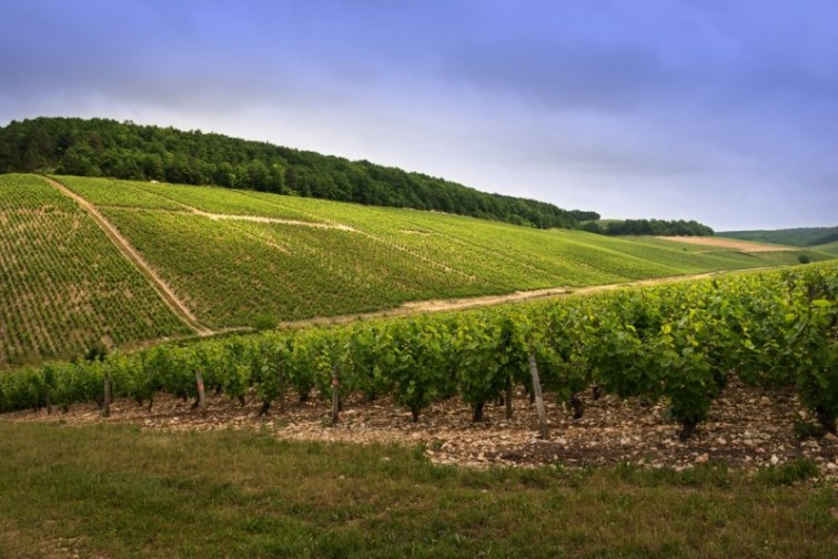 perchaud vineyards 02