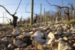 perchaud vineyards 07
