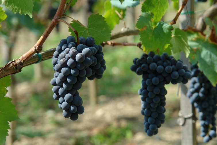 pinino grapes