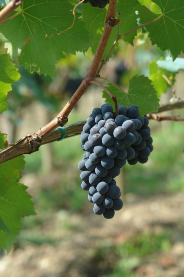 pinino grapes 2