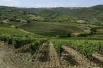 pinino vineyards