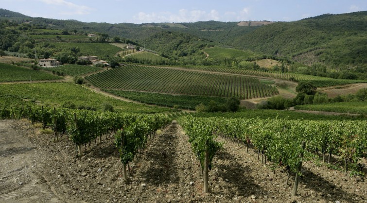 pinino vineyards