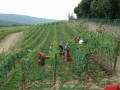 pinino vineyards 3