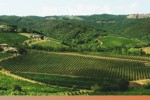 pinino vineyards 4