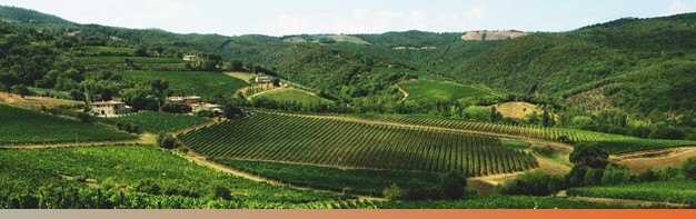 pinino vineyards 4