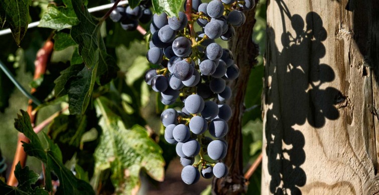 variedad uva cabernet sauvignon