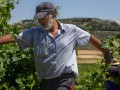 viticultor deshojando carraovejas