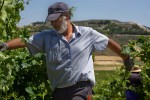 viticultor deshojando carraovejas