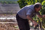 viticultor experto vendimia manual