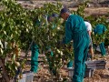 viticultores carraovejas vendimiando