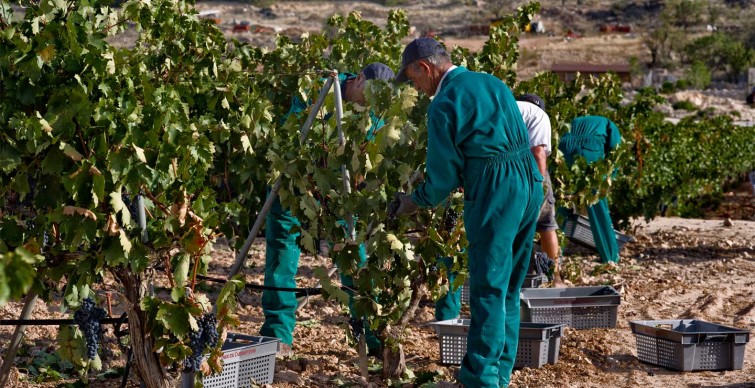 viticultores carraovejas vendimiando