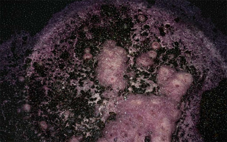 fermentacion espuma carraovejas