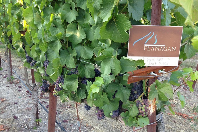 flanagan vineyards 04