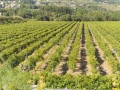 quinta do reguengo de melgaco vineyards01