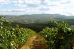 fafide vineyards 001