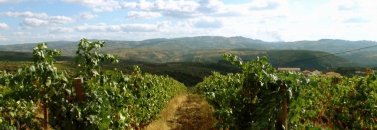 fafide vineyards 001