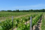 vignobles lassagne vineyards