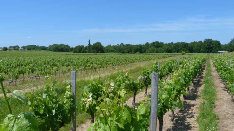 vignobles lassagne vineyards