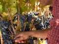 Campesino uvas 5 021