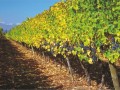 siegel vineyard01