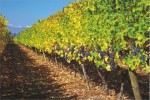 siegel vineyard01