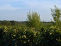 vineyard and bio diversity
